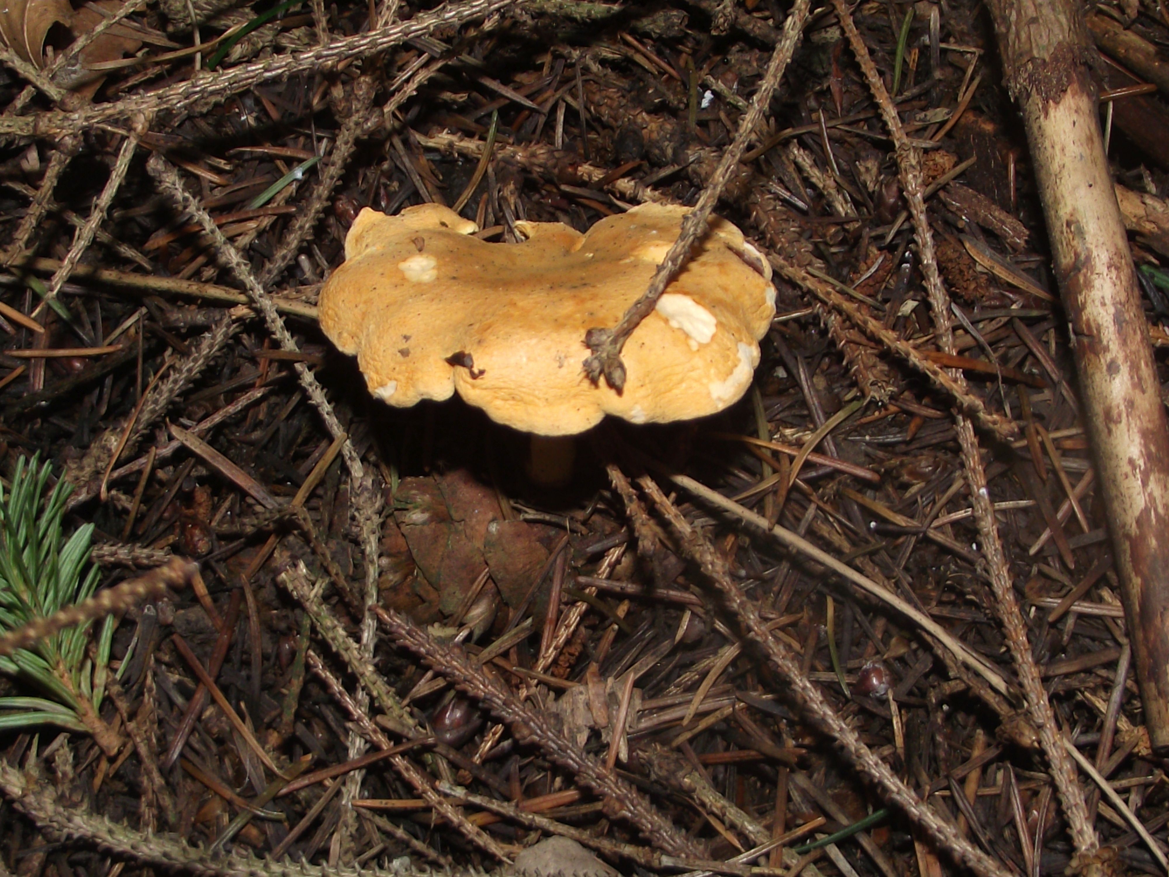 Falscher Pfifferling